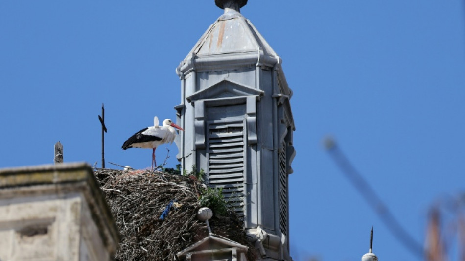 Cientos de cig&uuml;e&ntilde;as halladas muertas cerca de Madrid por la gripe aviar