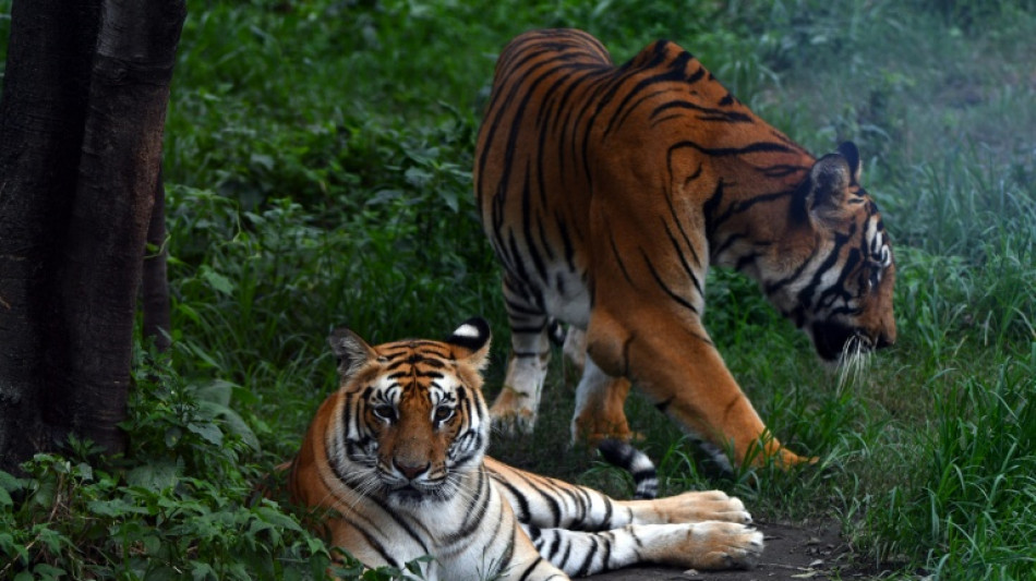  Nepal's tiger numbers climb 20 percent to estimated 429: survey 