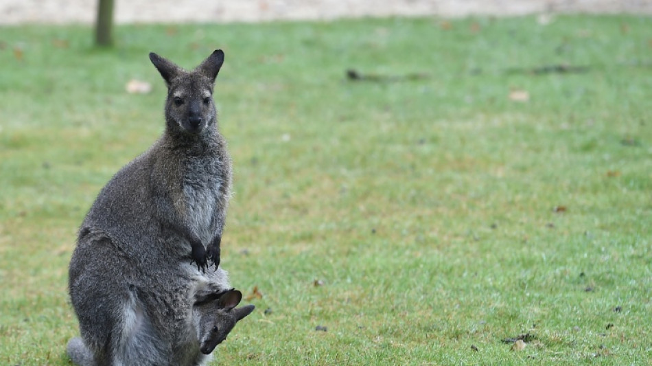  Polizei f&auml;ngt kleines K&auml;nguru in Nordrhein-Westfalen ein - Halter gesucht 