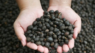 Climat: plus de chaleur est n&eacute;faste &agrave; la production de caf&eacute;