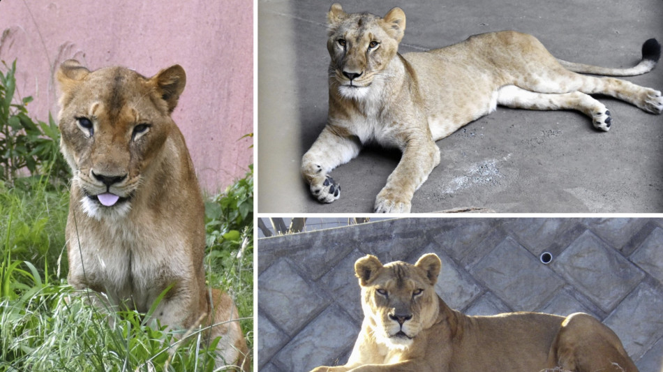  Caldo record allo zoo di Tokyo, altri tre leoni gravi 