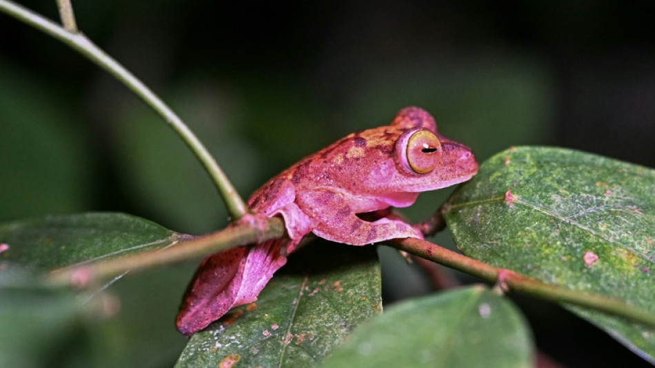 The painstaking task of cataloguing the world's species