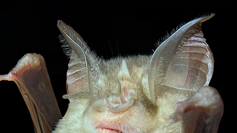  Sorpresa in Abruzzo, scoperta una colonia di pipistrelli 'ferro di cavallo' 