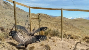 Cóndores recobran nueva vida salvaje en reserva natural de la Patagonia de Chile
