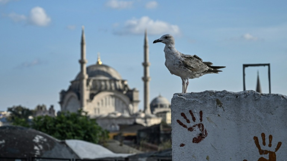  Un futbolista amateur turco es tratado como h&eacute;roe por salvar a una gaviota 