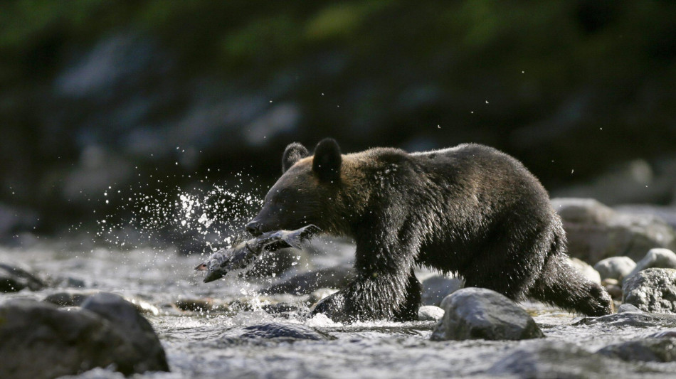 Salmoni 'alterati' dalla cocaina nelle acque, si muovono di pi&ugrave;