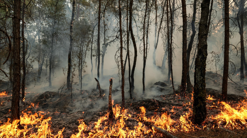  La foresta di Fontainebleau ancora in preda agli incendi, devastati 1.900 ettari 
