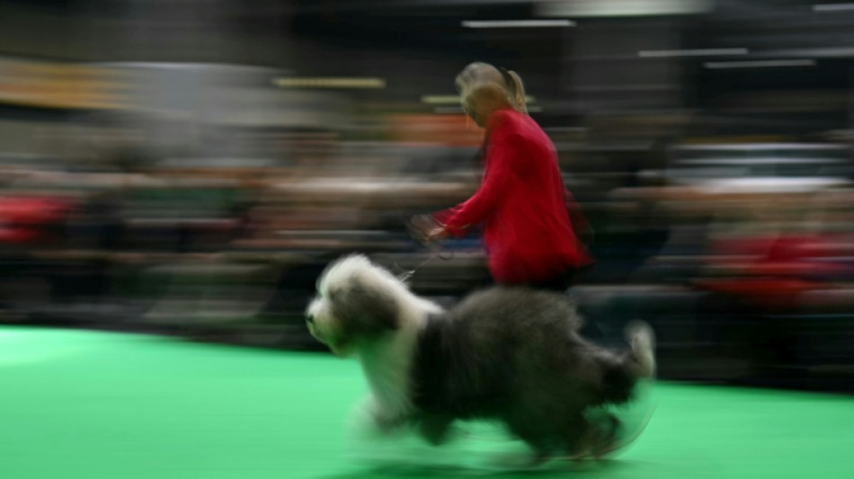 UK's Crufts dog show opens with growing global appeal