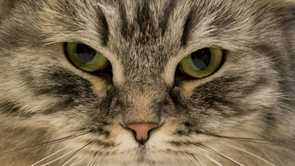  Fauchende Katze versperrt Treppenhaus: N&auml;chtlicher Polizeieinsatz in Bremen 