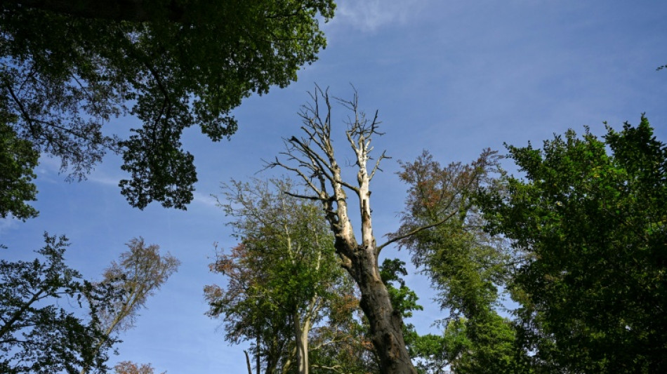 Allemagne : nouveau record de d&eacute;c&egrave;s li&eacute;s &agrave; la chaleur cet &eacute;t&eacute;, environ 15.800 morts 