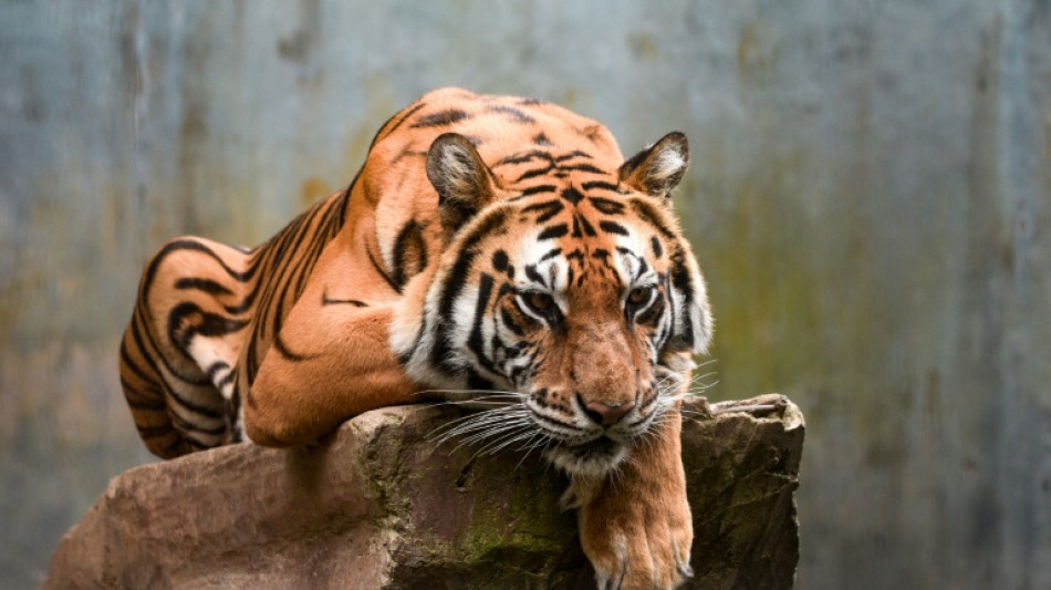  Virus kills tiger cubs in Indonesian zoo 