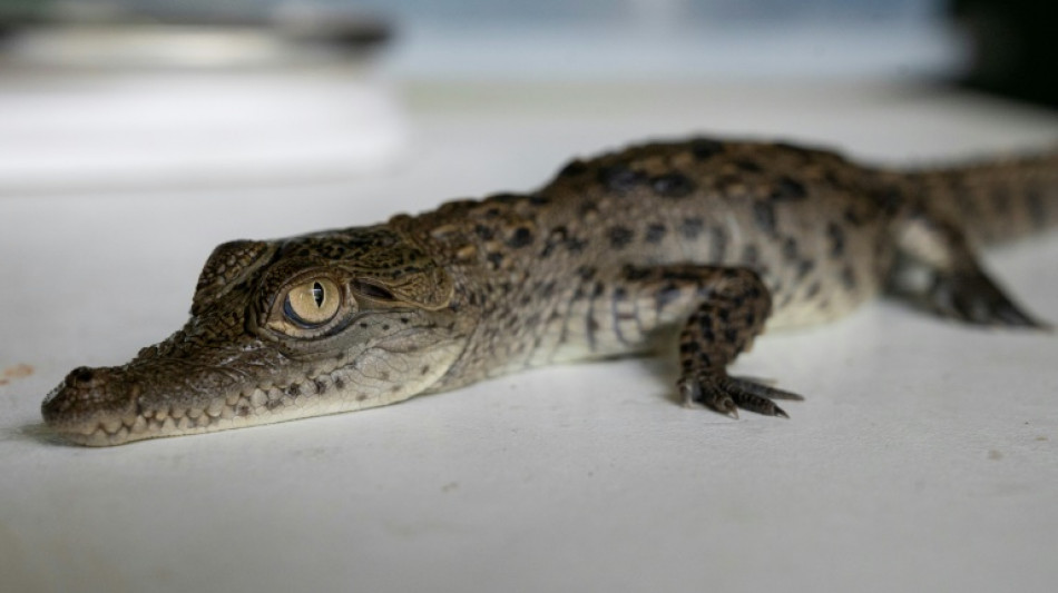 Cuatro cocodrilos americanos en peligro de extinci&oacute;n nacen en zool&oacute;gico de Per&uacute;