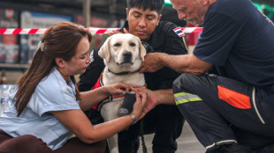 Los perros de rescate tailandeses prestan también apoyo emocional