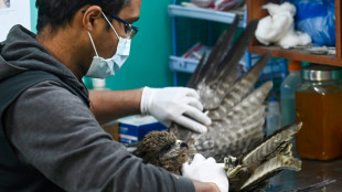 A Delhi, de bons samaritains au secours de milliers de rapaces mutilés par accident