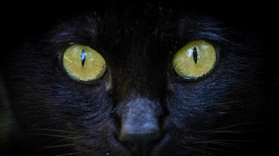  E' caro-Fido, 149 euro l'aumento medio per mantenere cani e gatti 