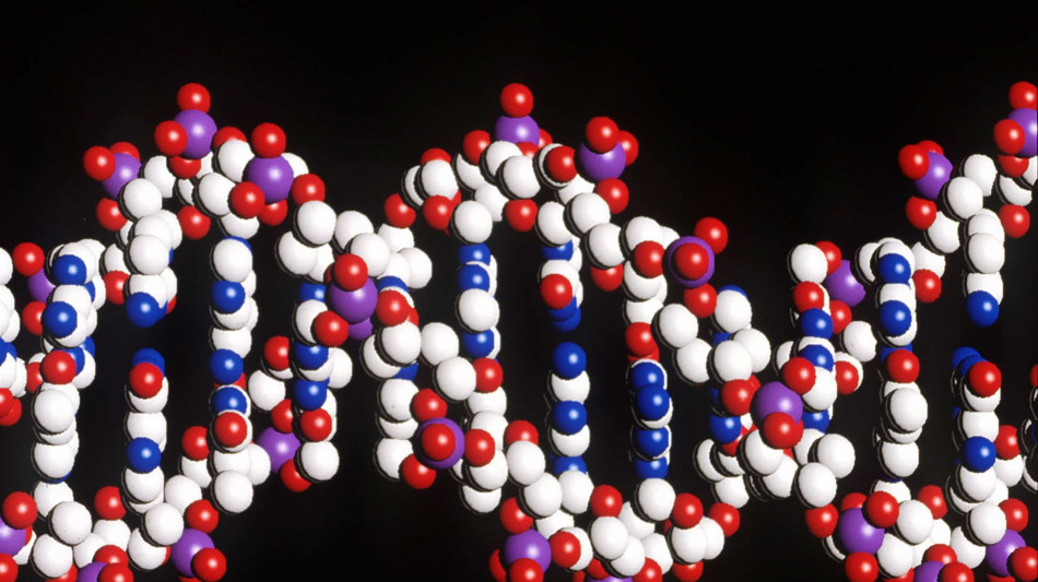  Il destino non &egrave; scritto nel Dna, ma in un mix di fattori 