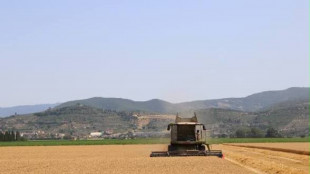 Coldiretti 'navi di grano a basso costo, in Toscana 20% terreni incolti'