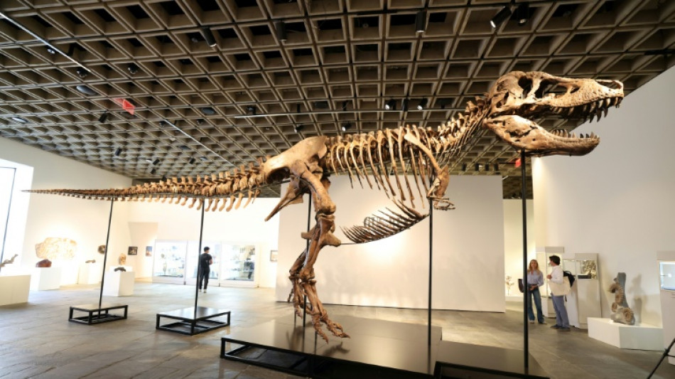  El tiranosaurio "Gus" alcanza un r&eacute;cord de venta en 50 millones de d&oacute;lares en una subasta en EEUU 