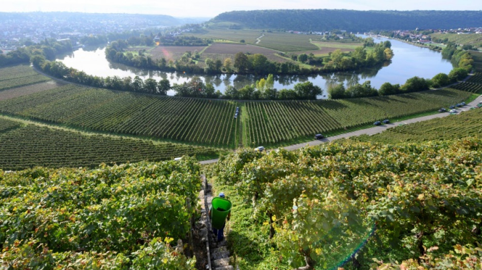 Strafz&ouml;lle von Trump-Regierung: Deutsche Winzer sehen irreparable Sch&auml;den