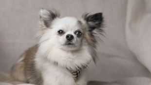 La plupart des chiens ont de l'ADN de loup, même les chihuahuas