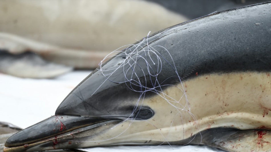 Dauphins: le mois sans p&ecirc;che dans le golfe de Gascogne concernera plus de navires