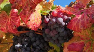 Radica (Città del Vino), soddisfazione per l'approvazione del Pacchetto Vino