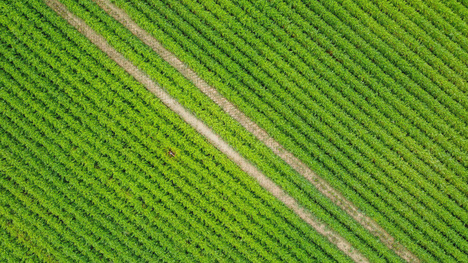  Vitale (Inps), in 2 anni raddoppiate aziende agricole di qualit&agrave; 