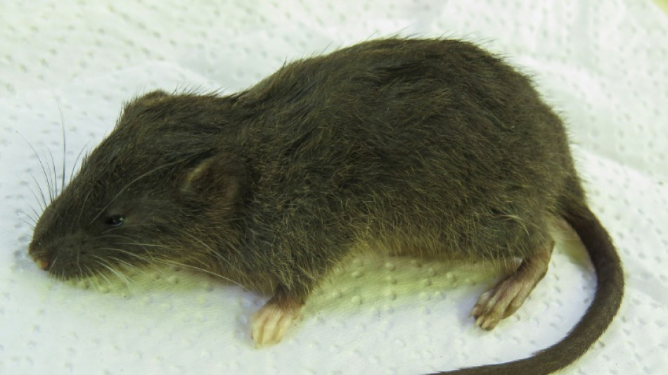 Descubren nueva especie de peque&ntilde;o roedor en selva de Per&uacute;