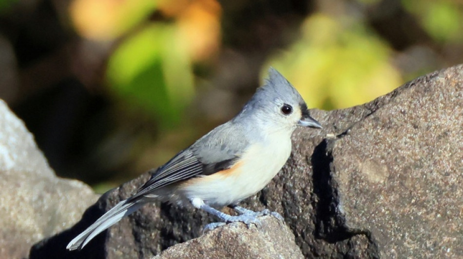  Noisy humans harm birds and affect breeding success: study 
