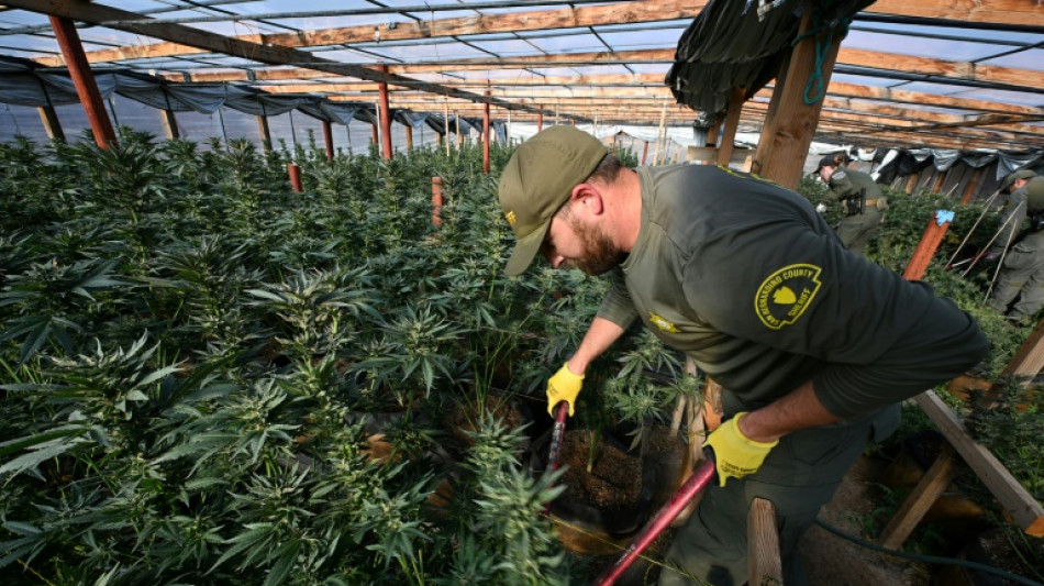 La Californie submerg&eacute;e par les fermes ill&eacute;gales de cannabis