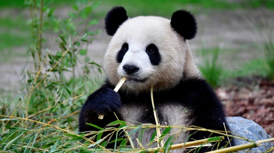  China enviar&aacute; una nueva pareja de pandas a EEUU 