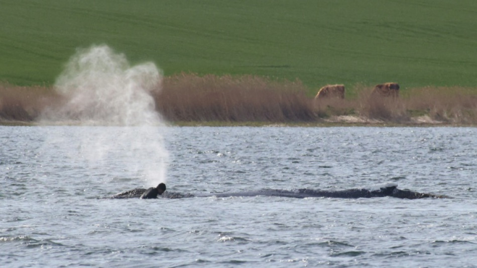 Backhaus will Abtransport von Buckelwal in offenes Meer begleiten