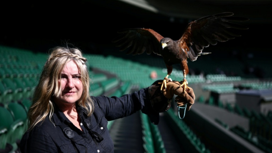  Rufus the hawk patrolling Wimbledon tennis club 