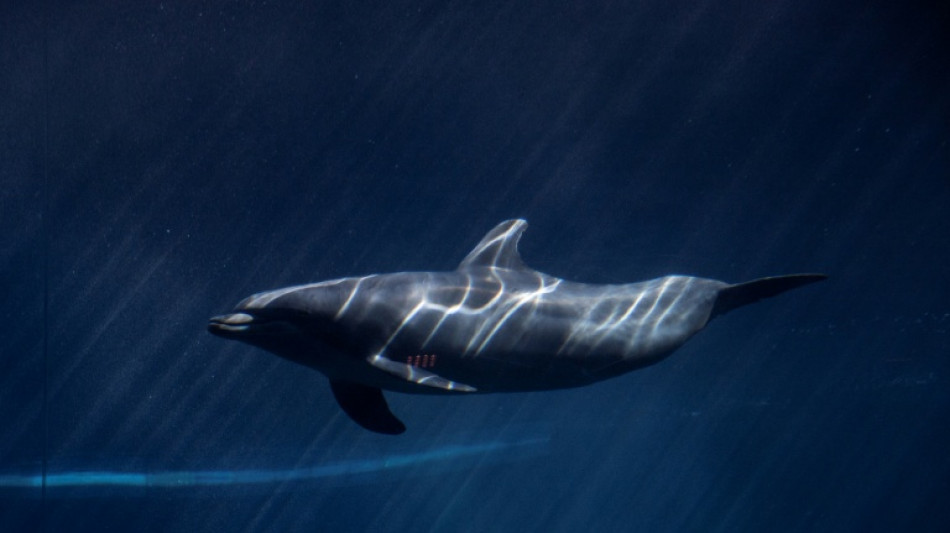 En Italie, le premier sanctuaire marin pour dauphins d'Europe bient&ocirc;t op&eacute;rationnel