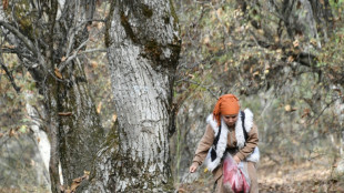 Au Kirghizstan, l'avenir incertain d'une rare for&ecirc;t ancestrale de noyers