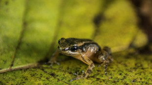 Sauver la grenouille de Mucuchies: la mission d'un laboratoire au Venezuela