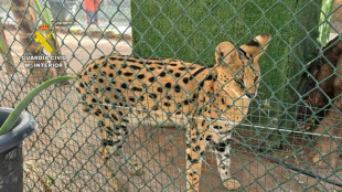 Desmantelan un zoo ilegal en Espa&ntilde;a con lemures, servales y otros animales protegidos