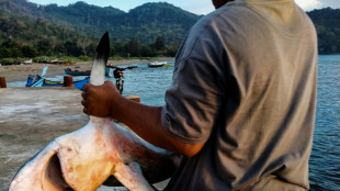 Más de 70 especies de tiburones y rayas reciben protección contra la sobrepesca