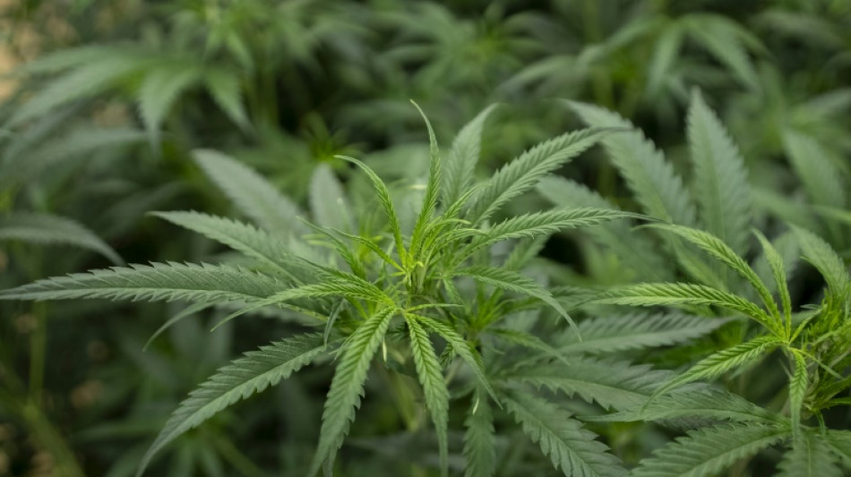 Illegale Cannabisplantage mit mehr als 2000 Pflanzen in Niedersachsen entdeckt