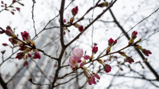 Tokio anuncia el inicio de la majestuosa temporada de los cerezos en flor