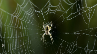 Ai tropici calo di insetti dovuto ai cambiamenti climatici