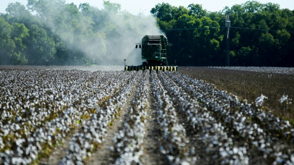 Sequ&iacute;a diezma producci&oacute;n de algod&oacute;n clave en Texas
