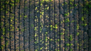 La sequ&iacute;a pone en jaque la producci&oacute;n de yerba mate en Argentina 