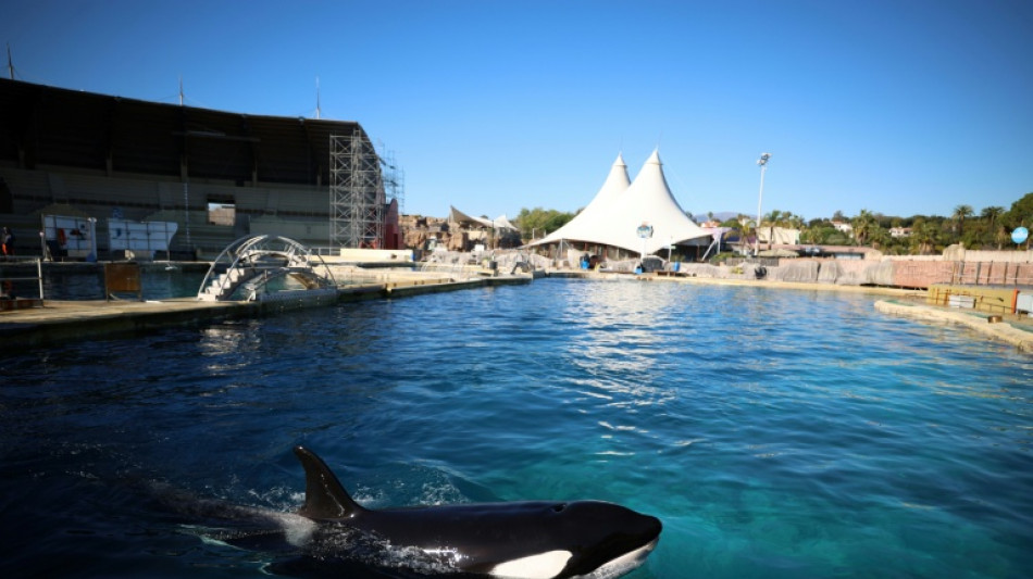  Vers un d&eacute;nouement en Espagne pour les orques de Marineland 