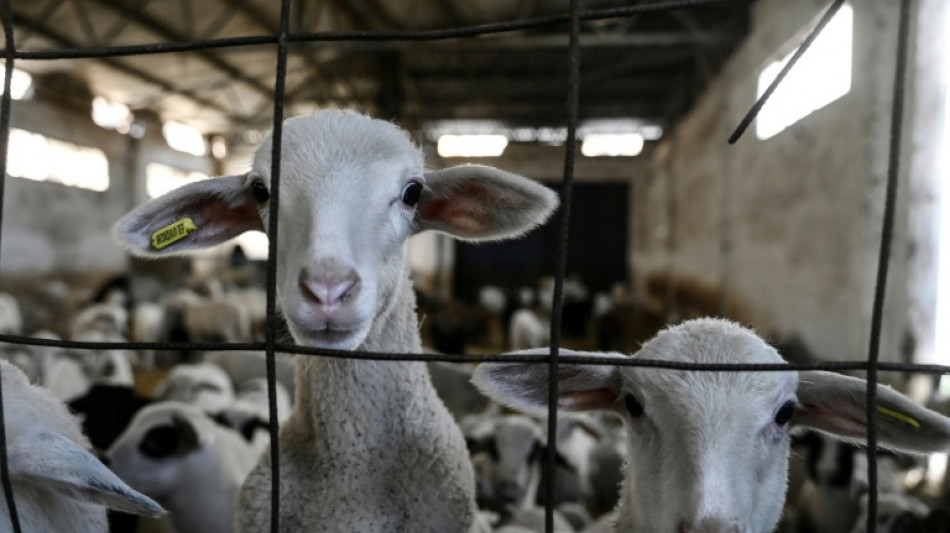  Sheep culls put pressure on Greek feta cheese production 
