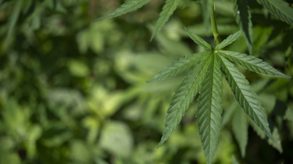  Cannabis-Teillegalisierung: Unions-Ministerien sehen dringenden Reformbedarf 