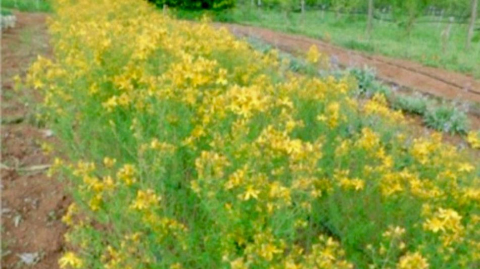 Italia sul podio in Europa per brevetti green, traina il manifatturiero