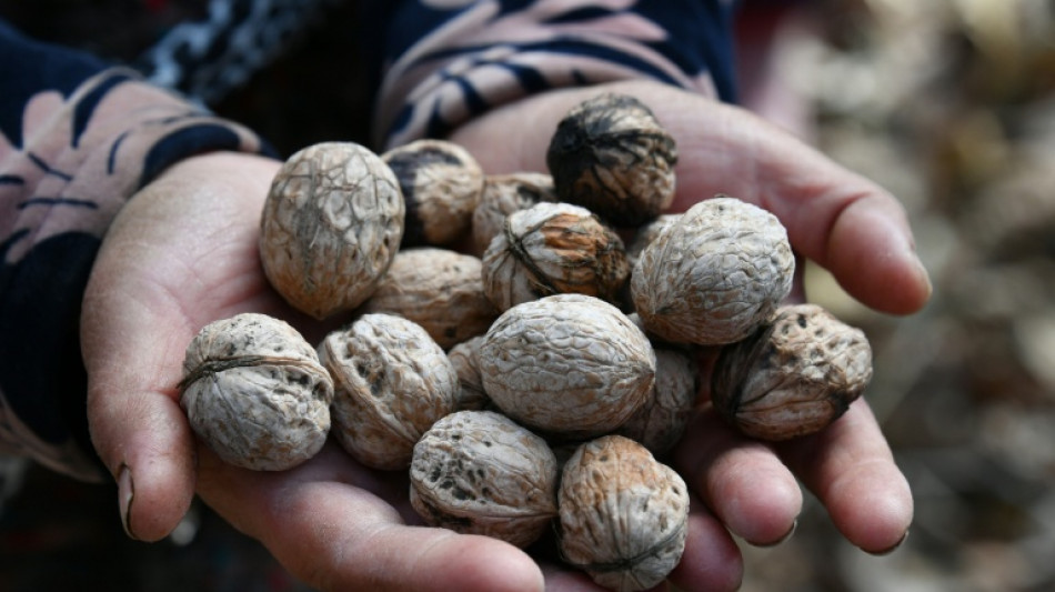 In Kyrgyzstan, world's largest natural walnut forest thins away