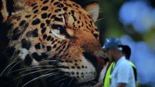 "Las herramientas est&aacute;n listas" para movilizar 1,3 billones de d&oacute;lares en financiaci&oacute;n clim&aacute;tica, seg&uacute;n un informe de la COP