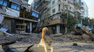 Liban: missions p&eacute;rilleuses pour r&eacute;cup&eacute;rer les animaux dans les maisons bombard&eacute;es